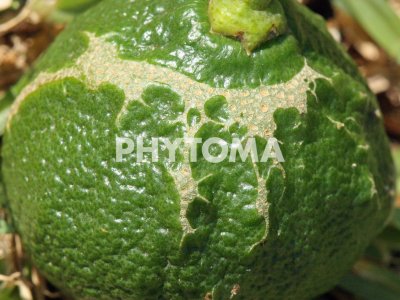 Fruto en desarrollo con el síntoma en forma de cicatriz circular alrededor del pedúnculo producido por Pezothrips kellyanus.